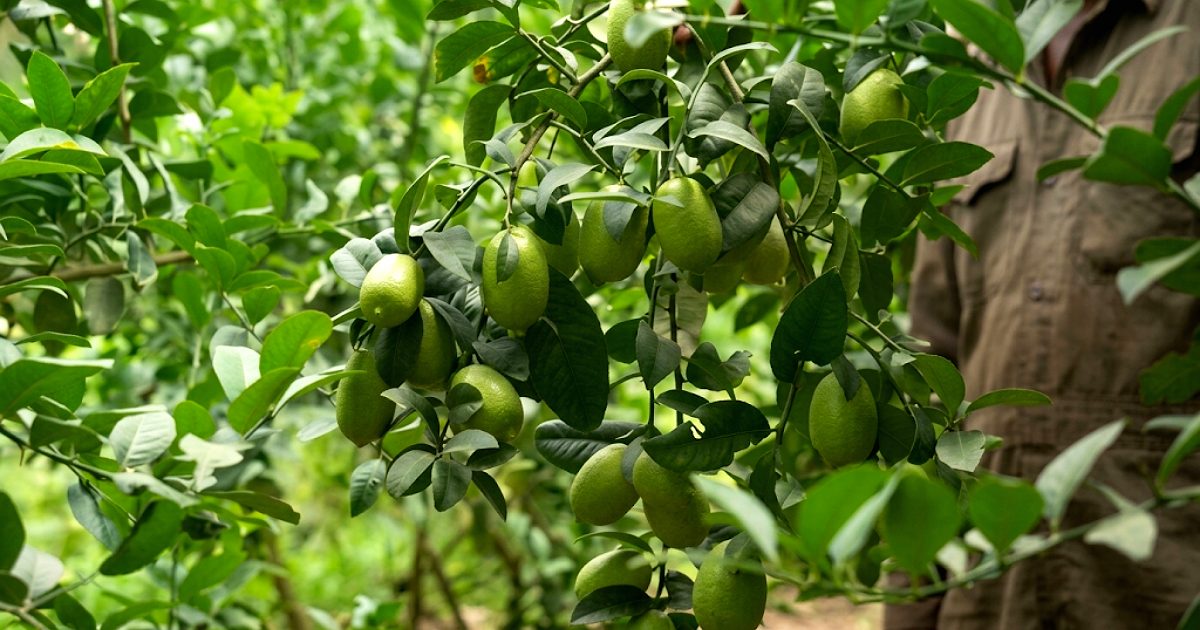 লেবু চাষে ভাগ্যের চাকা ঘুরিয়ে কোটিপতি যুবক