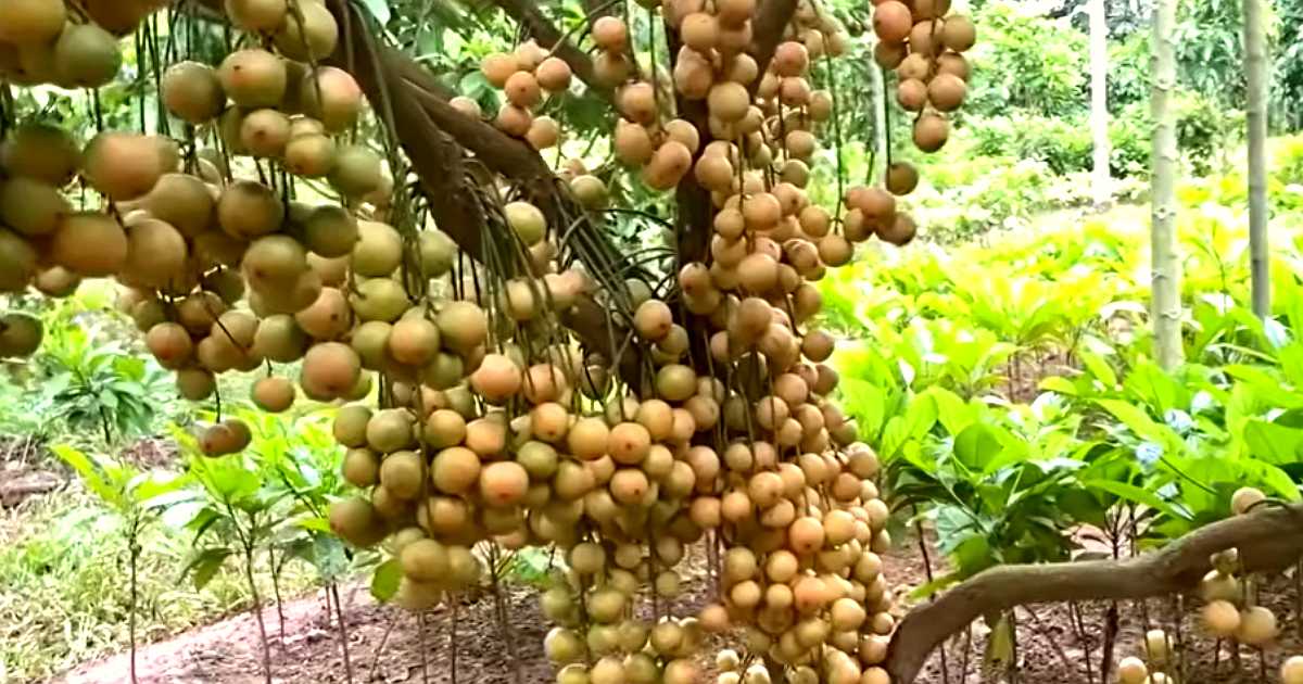 ময়মনসিংহে মিষ্টি জাতের লটকন কৃষকের নতুন সাফল্য