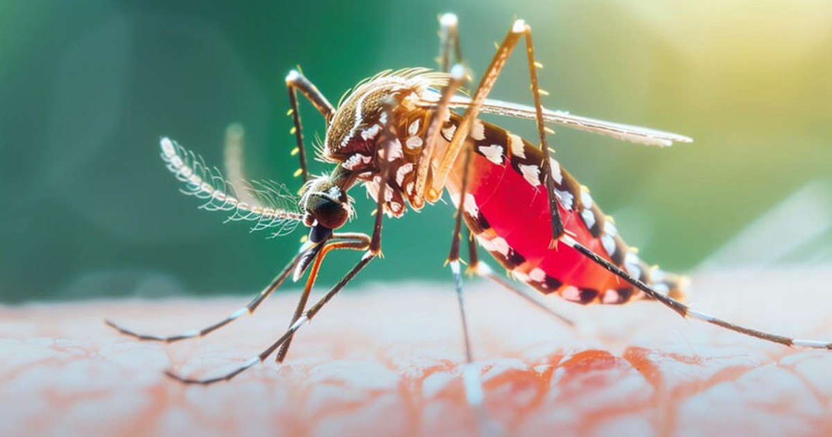 সীতাকুণ্ডে ডেঙ্গুতে ১৫ দিনে ৭ জনের মৃত্যু