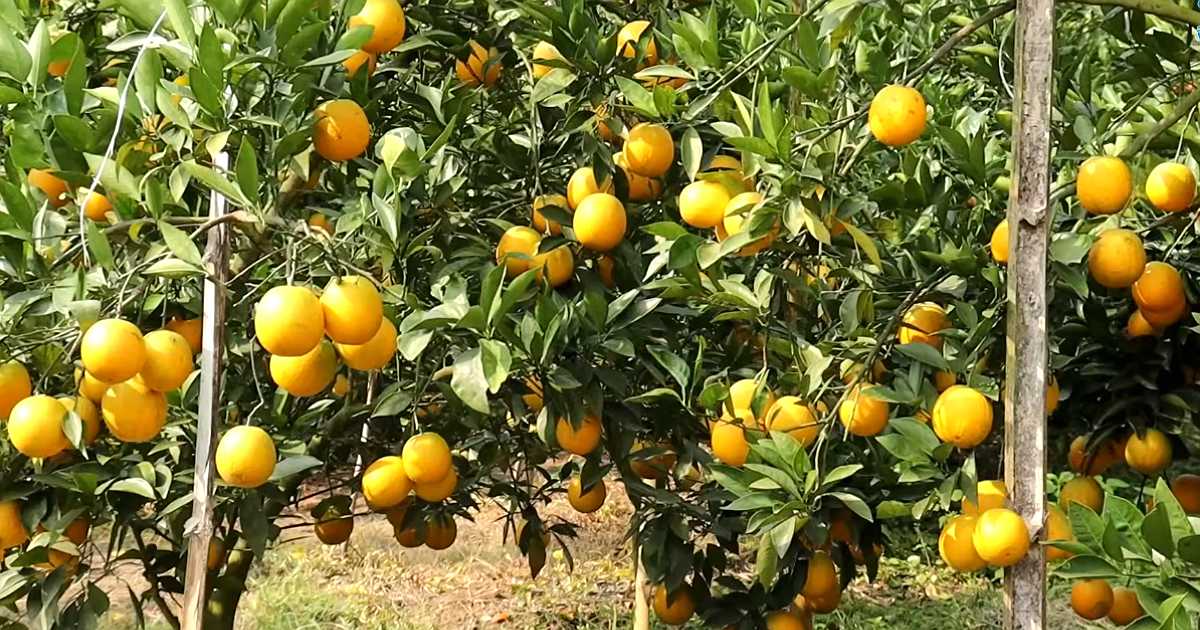 হলুদ মাল্টা চাষে গাছে সাড়ে সাত হাজার টাকার ফল