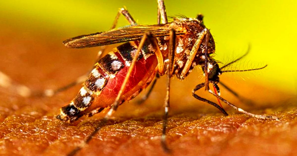 ডেঙ্গুতে ২৪ ঘণ্টায় আরও ৩ জনের মৃত্যু