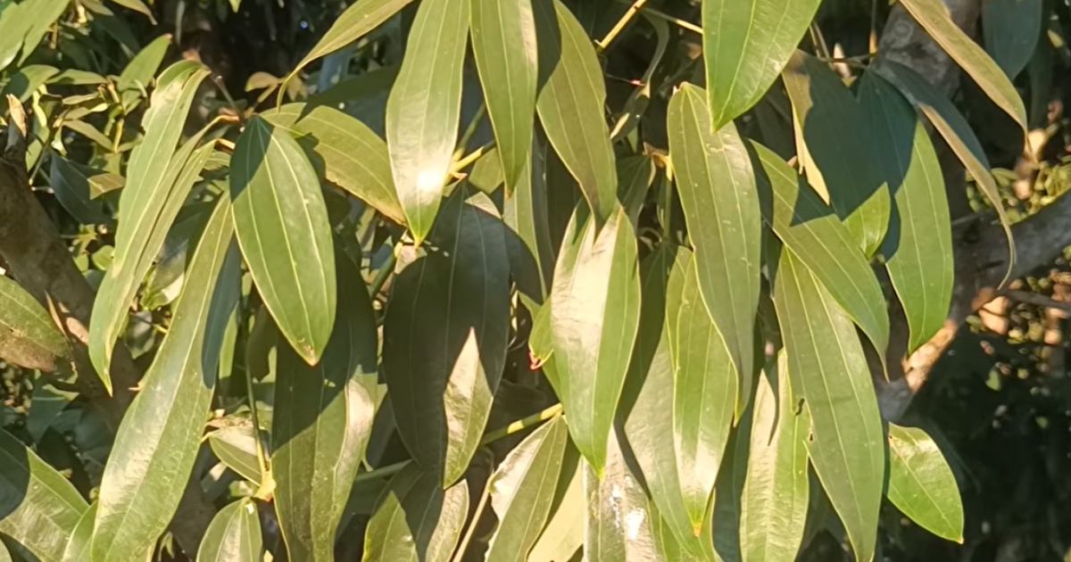 তেজপাতা চাষে বদলে যাচ্ছে রংপুরের গ্রামীণ অর্থনীতি ও কৃষকের ভাগ্য