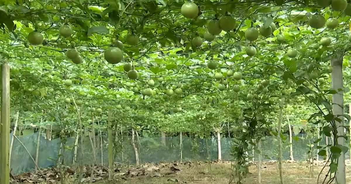 আনারকলি চাষে বিঘা প্রতি আয় লাখ টাকা