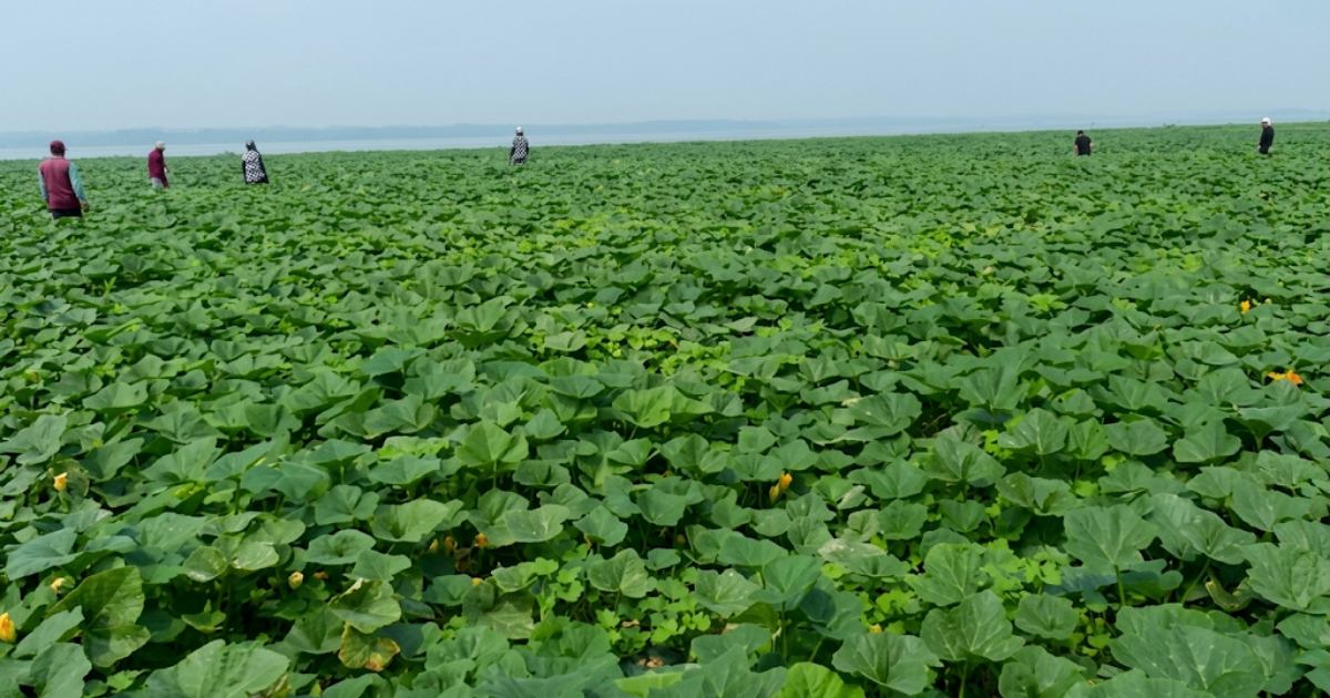মিষ্টি কুমড়া চাষে চরাঞ্চলে সাফল্য: লাভবান হচ্ছেন চাষিরা