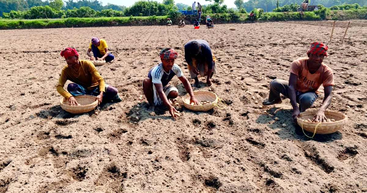 নীলফামারীর কিশোরগঞ্জে আগাম আলু চাষে কৃষকদের ব্যস্ততা ও লাভের আশা