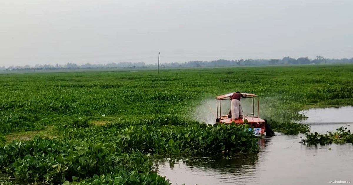 সিংড়ায় কৃষিজমি থেকে কচুরিপানা অপসারণ শুরু হয়েছে