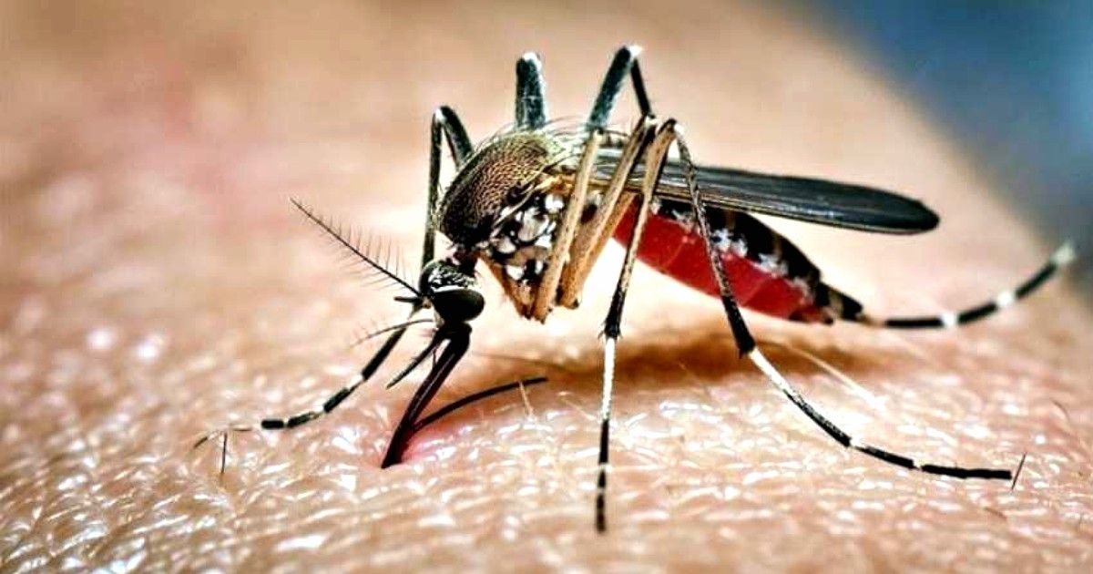 ডেঙ্গুতে আরও ৭ জনের মৃত্যু