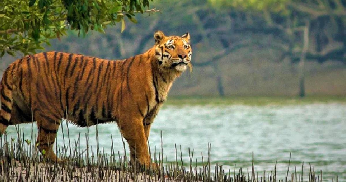লালমনিরহাট সীমান্তে বাঘের আক্রমণে নারীসহ আহত ৩, এলাকায় আতঙ্ক