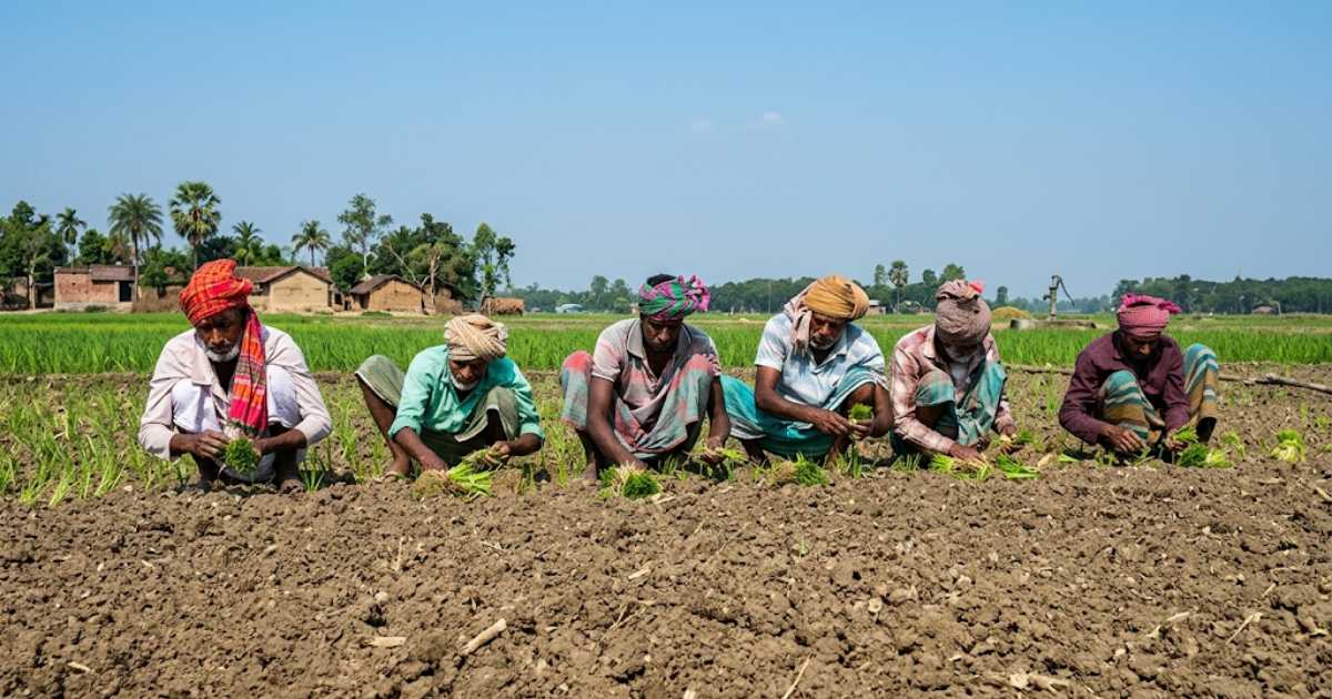 রাজবাড়ীর পেঁয়াজ চাষে বিপ্লব: দেশ সেরা ফলনের গল্প