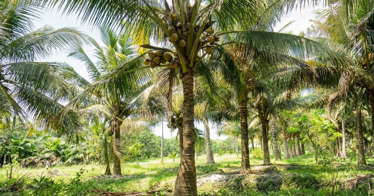 ভিয়েতনামী নারকেল চাষে সফলতার নেপথ্যে পরিচর্যা