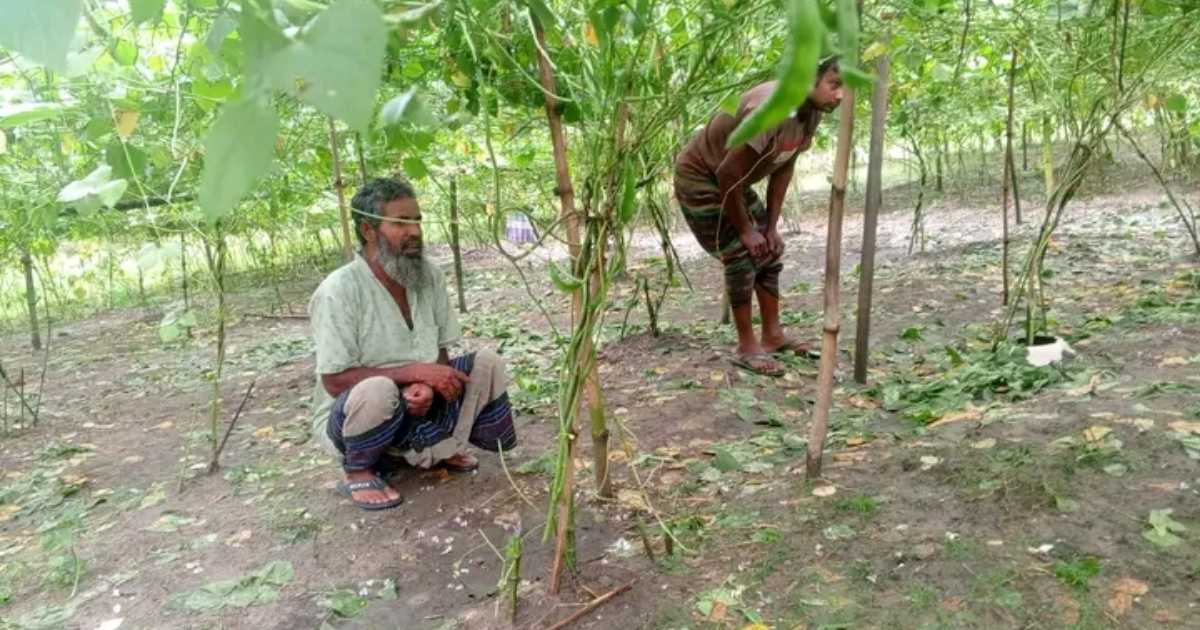 নবাবগঞ্জে রাতের আঁধারে কৃষকের ১ শতক জমির শিমগাছ কেটে বিনষ্ট