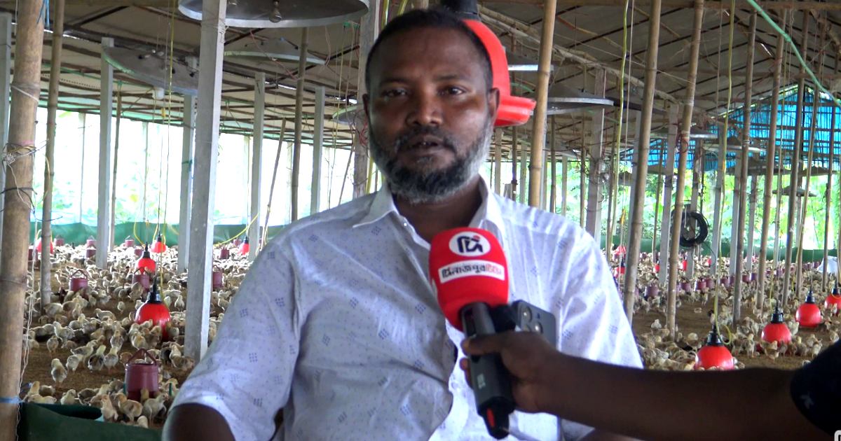ফিড ও বাচ্চার দাম বাড়ায় খামারির লাখ টাকা লোকসান