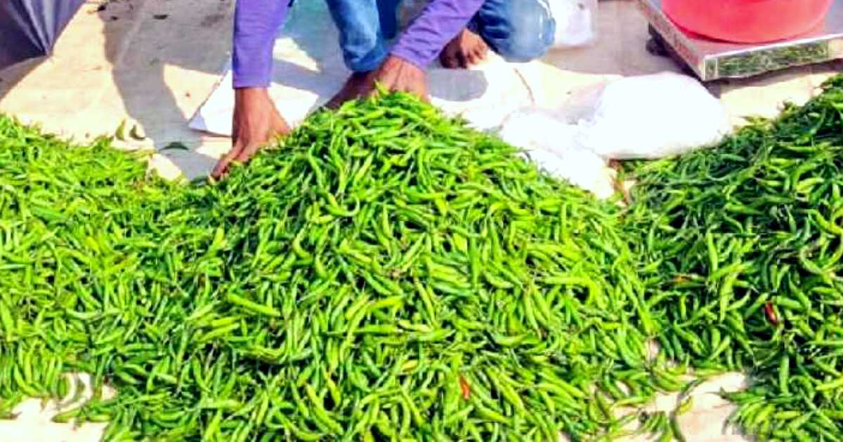 কাঁচামরিচের অস্বাভাবিক দাম নিয়ন্ত্রণে আজ থেকে শুরু হচ্ছে আমদানি