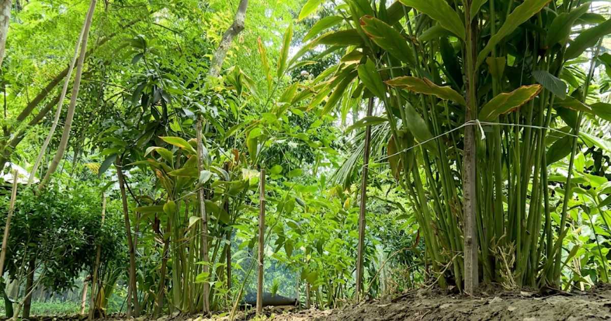 যশোরে সবুজ এলাচ চাষে আশার আলো দেখছেন চাষি
