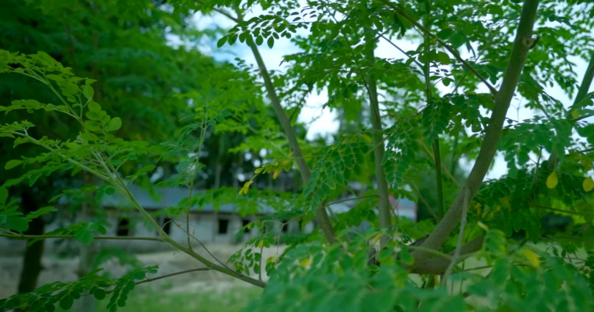 শতগুণে ভরপুর সজনে পাতার জাদুকরী পুষ্টিগুণ ও স্বাস্থ্য উপকারিতা