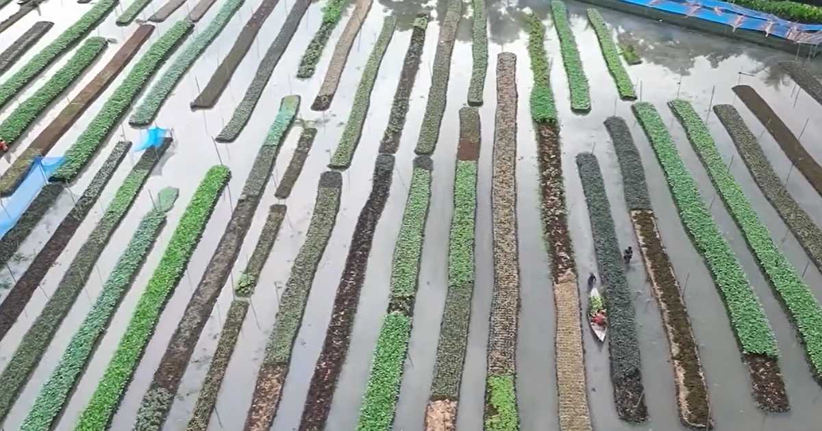 ভাসমান কৃষিতে পানির ওপর ফলছে ফসল মিলছে সাধারণের চেয়ে দশ গুণ ফলন