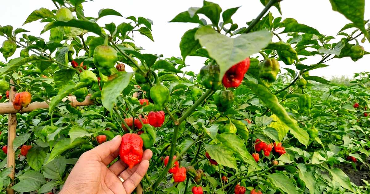 নাগা মরিচ চাষে হাওরের চরে কৃষকদের ভাগ্যবদল