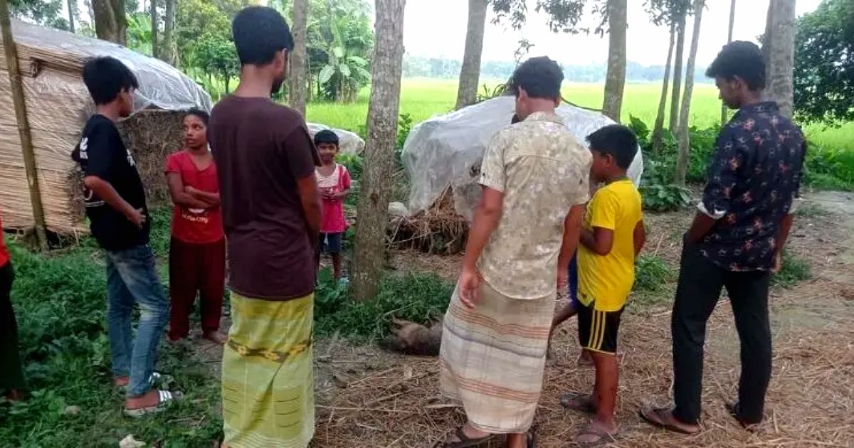 শিয়ালের হামলায় পাবনায় নারী ও শিশুসহ আহত ১১