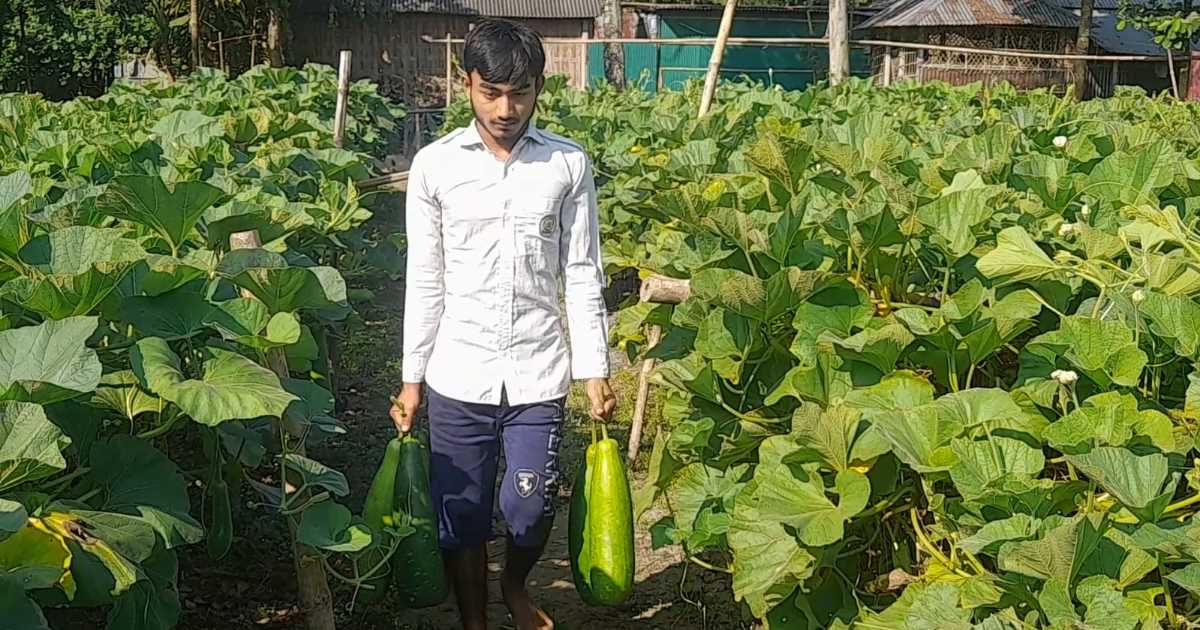 লাউয়ের বাম্পার ফলনেও হাসি নেই নীলফামারীর কৃষকের মুখে
