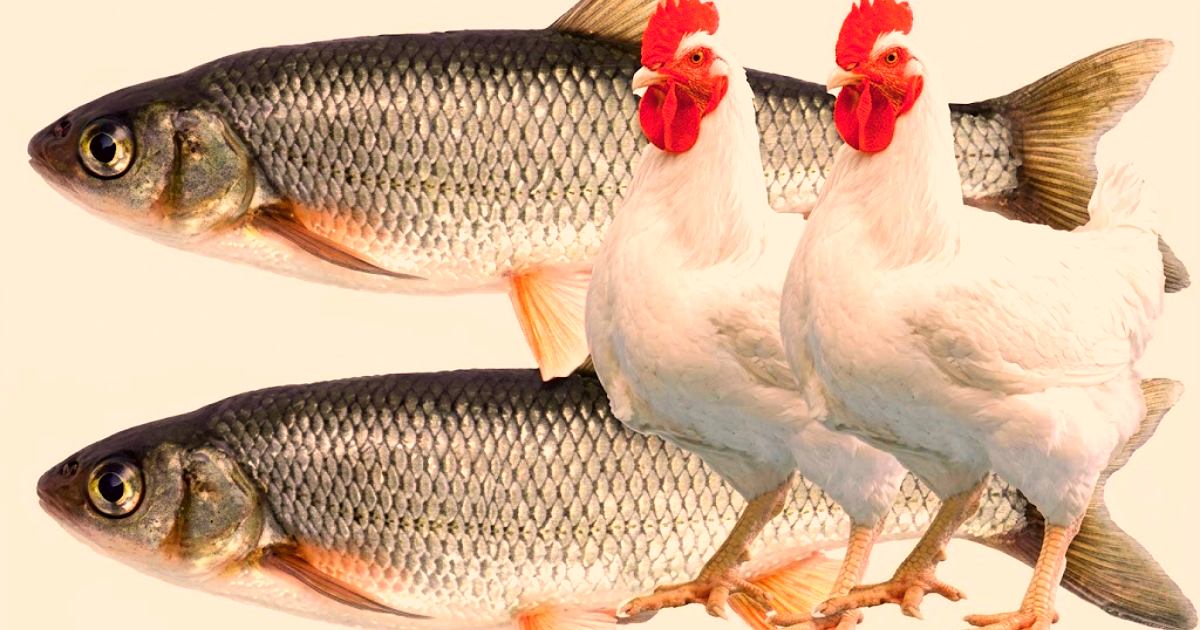 মাছ-মুরগির খাবারে বিষাক্ত ট্যানারি বর্জ্য: স্বাস্থ্যঝুঁকি