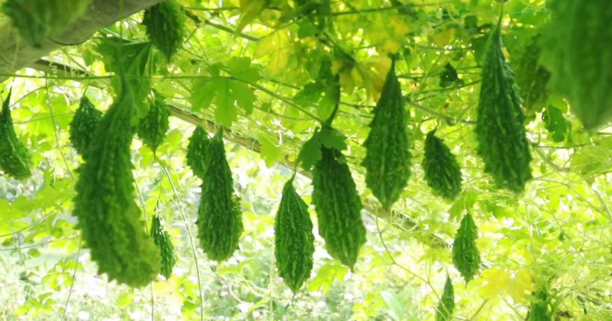 করলা চাষ করে কীভাবে দ্বিগুণ লাভ করবেন
