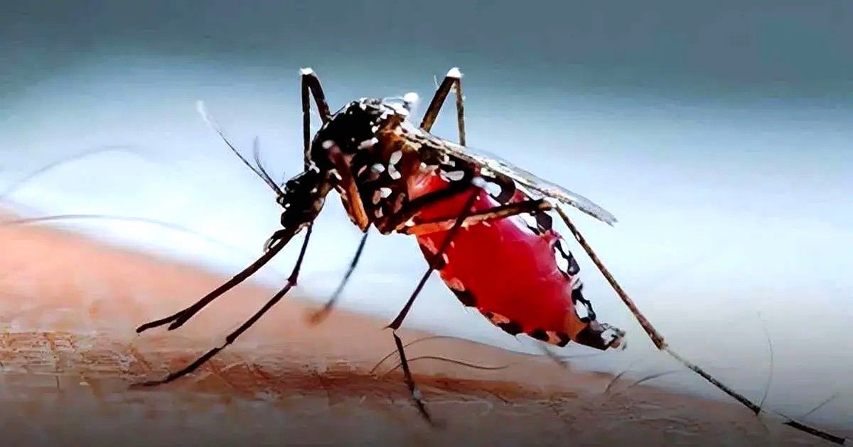 ডেঙ্গুতে একদিনে সর্বোচ্চ ১১ জনের মৃত্যু