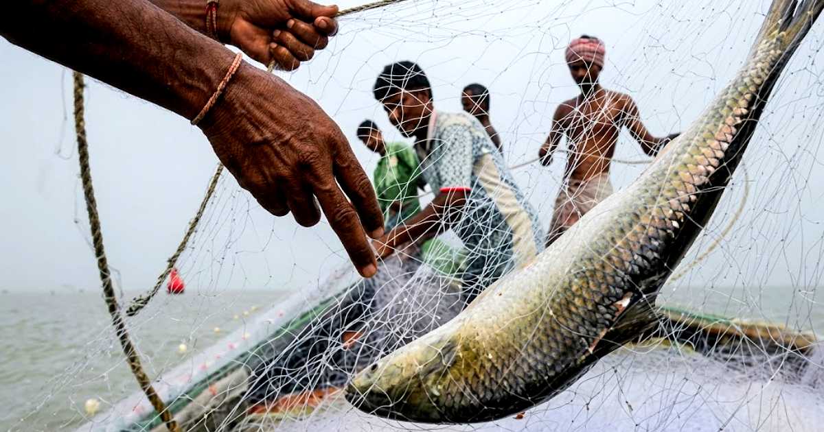 মা ইলিশ ধরলেই ৬ মাসের জেল ও কার্ড বাতিলের নির্দেশ