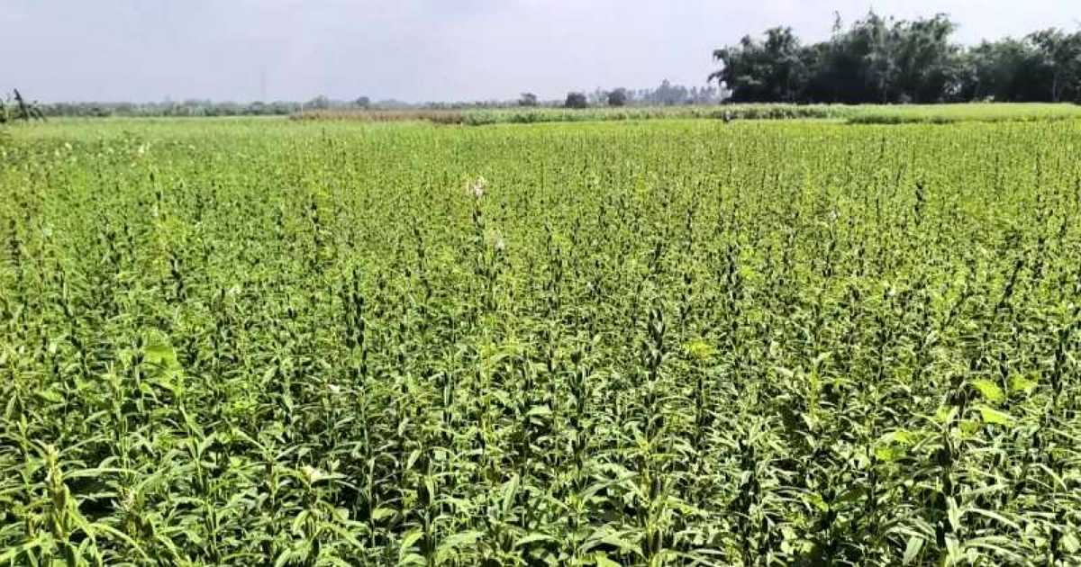 বিলুপ্তির পথে থাকা তিল এখন লাভজনক কৃষিপণ্য, রপ্তানি হচ্ছে ৪টি দেশে