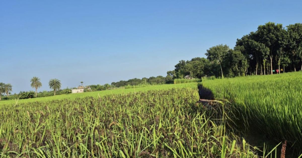 রাজশাহীর দুর্গাপুরে প্রথমবারের মতো পুষ্টিকর ব্ল্যাক রাইসের আবাদ