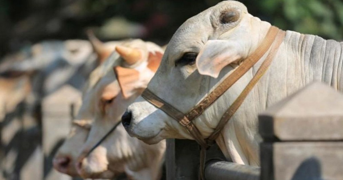 ভারতে গরু জবাইয়ের দায়ে তিন মুসলিমের যাবজ্জীবন