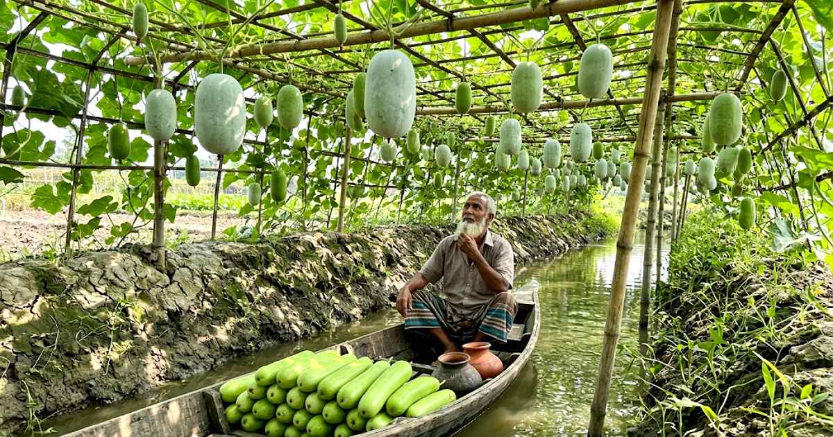 কৃষি পণ্য উৎপাদনে বাংলাদেশের বৈশ্বিক শীর্ষ অবস্থান