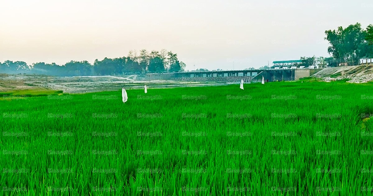 বীরগঞ্জে ঢেপা নদীর চরে বোরো ধানের বাম্পার ফলন