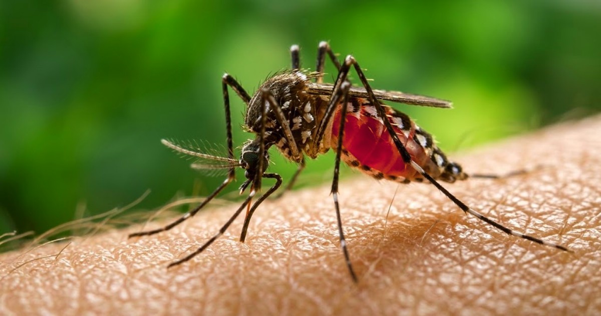 ডেঙ্গুতে একদিনে আরও ১০ জনের মৃত্যু
