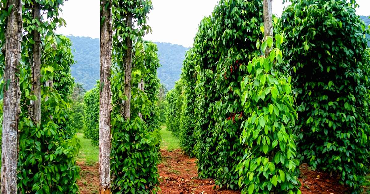 এক বিঘা জমিতে গোলমরিচ চাষে চার লাখ টাকা আয়ের সুযোগ