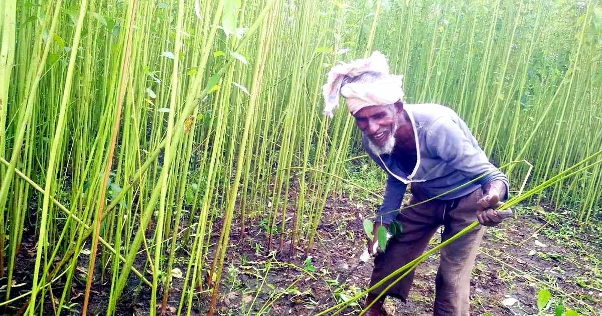 দিনাজপুরে পাটের বাম্পার ফলন ও ভালো দামে কৃষকের মুখে হাসি