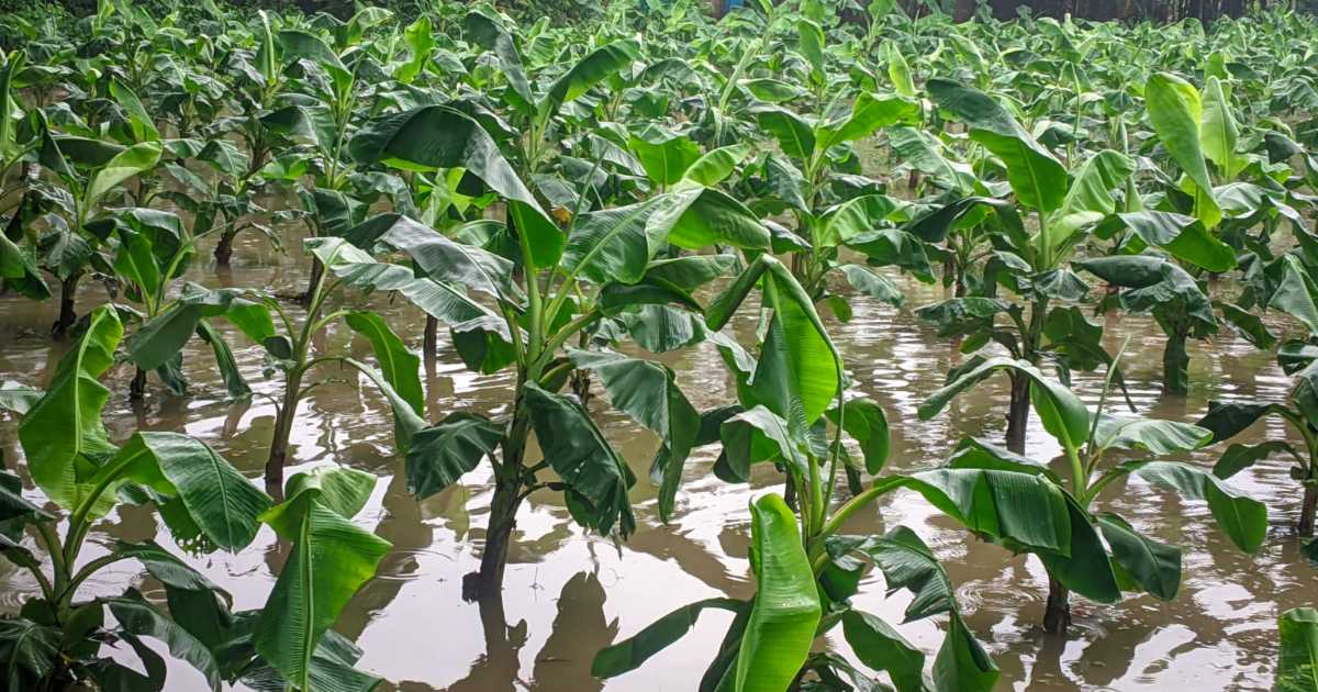 বীরগঞ্জে বৃষ্টিতে ফসলের ক্ষতি আগাম আলু ফুলকপি ও কলার ব্যাপক বিপর্যয়