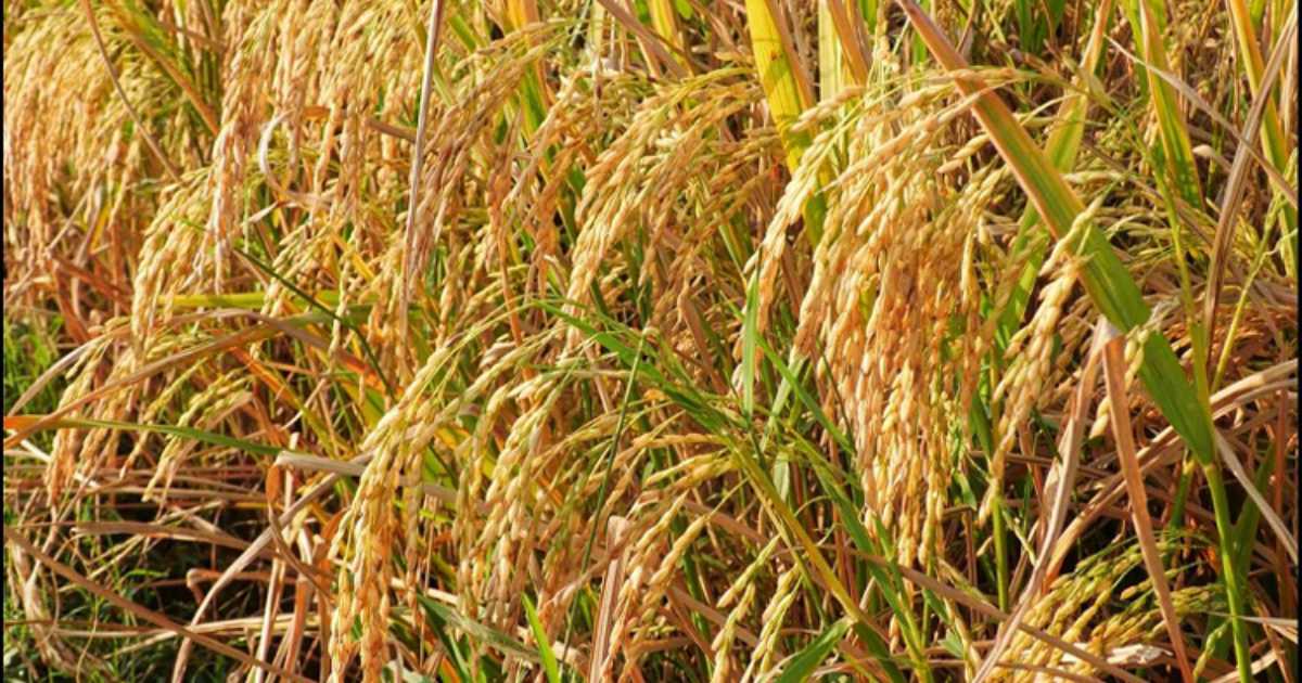 ঝিনাইদহে আমন ধানের ফলন নিয়ে আশাবাদী কৃষক