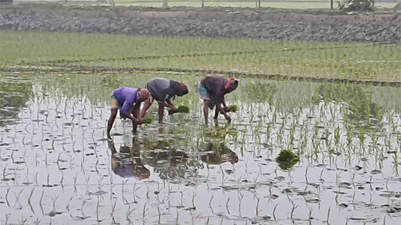 নবাবগঞ্জে বোরো রোপণে ব্যস্ত কৃষকরা