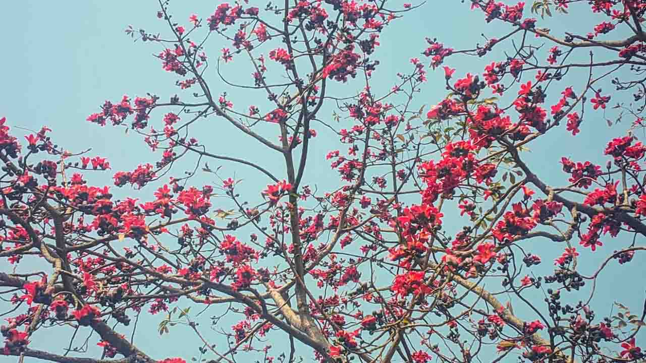 বীরগঞ্জে শিমুলের রঙে রাঙা প্রকৃতি: মুগ্ধ দর্শনার্থী