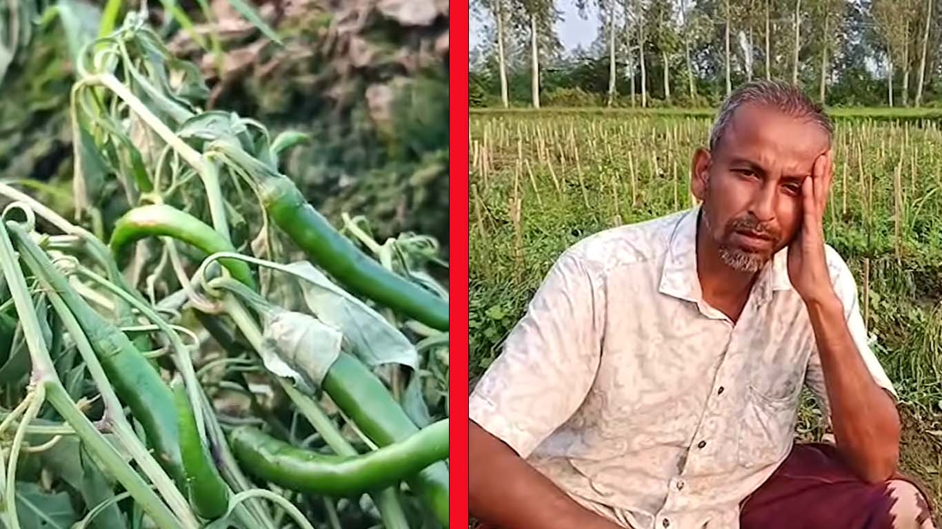 বগুড়ায় রাতের আঁধারে কৃষকের ১০ লাখ টাকার মরিচখেত ধ্বংস