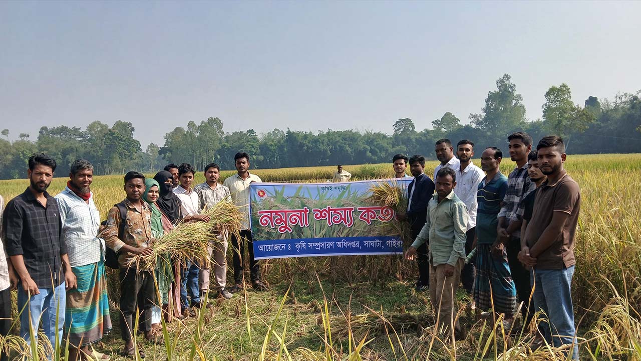 ভালো ফলনে খুশি সাঘাটার কৃষক, অনুষ্ঠিত হলো নমুনা শস্য কর্তন