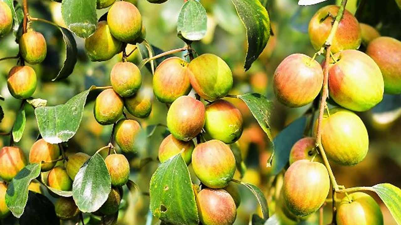 বাড়ির আঙিনায় বরই বাগান করে সফল লালমোহনের যুবক