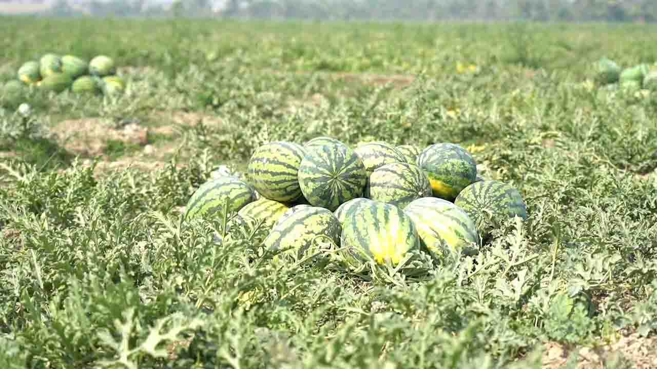 আমতলীতে তরমুজের বাম্পার ফলন, দাম না পেয়ে হতাশ কৃষক