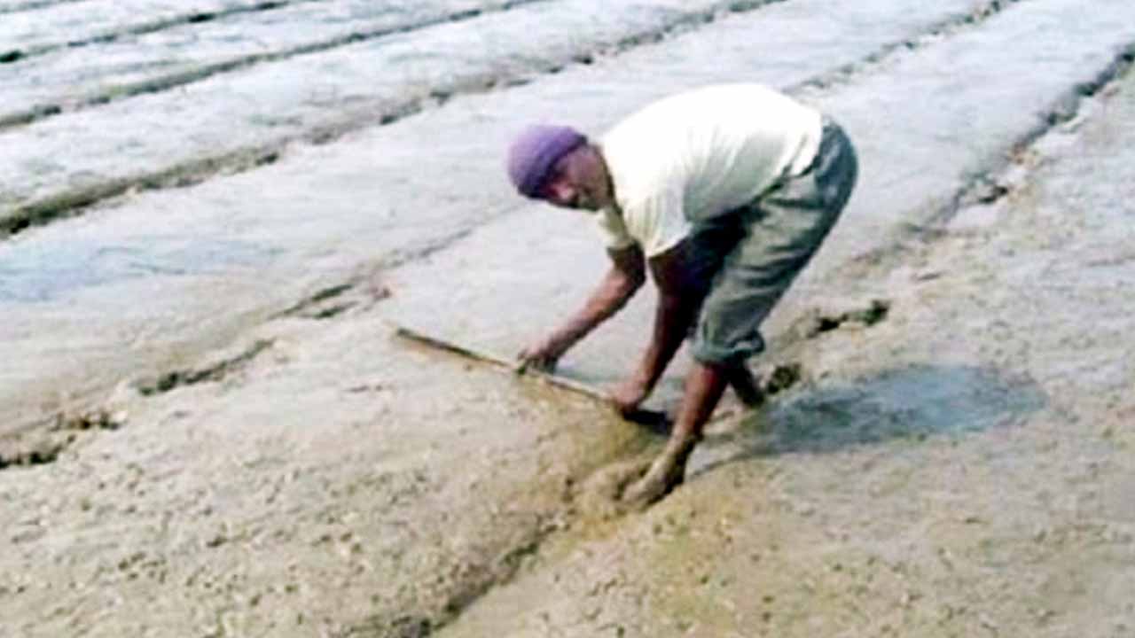 কাহারোলে বোরো বীজতলা তৈরিতে ব্যস্ত কৃষকেরা