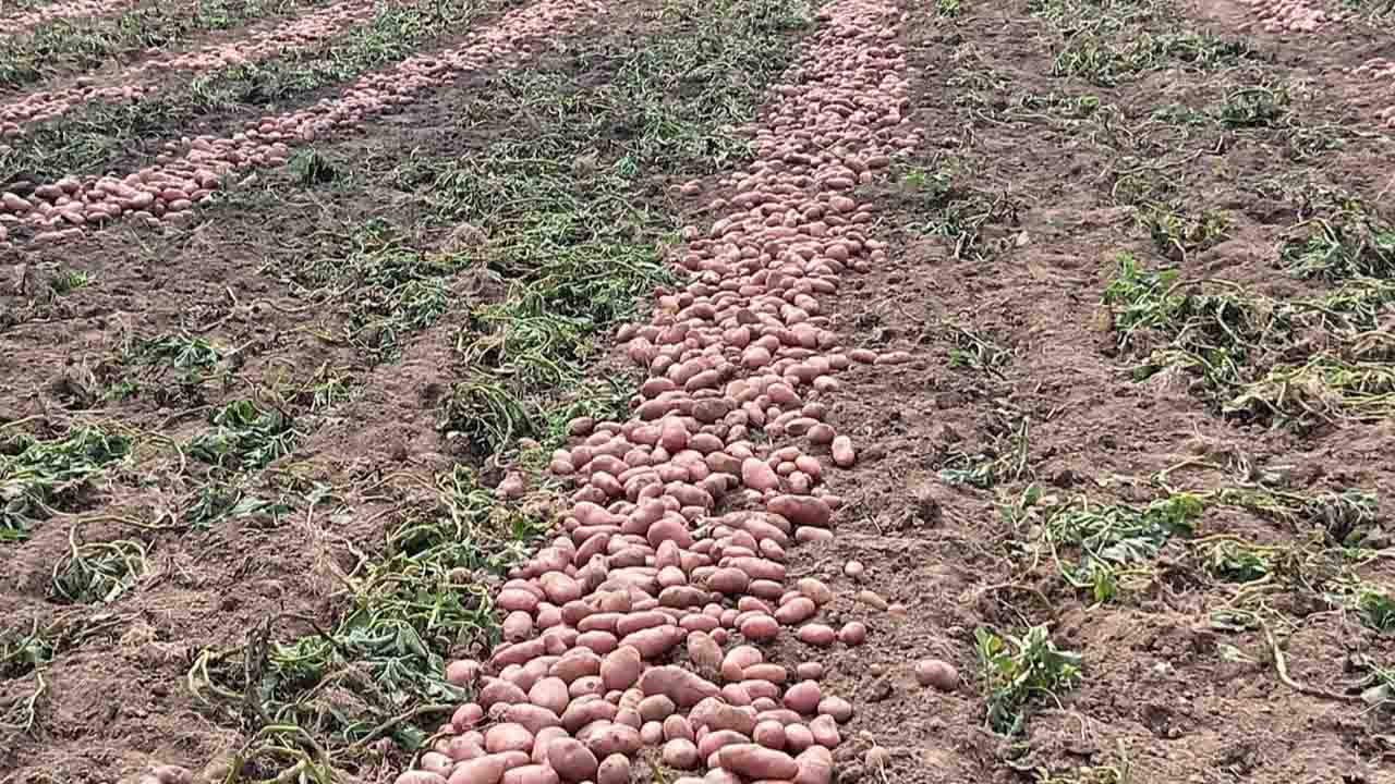 ঘোড়াঘাটে আলুর দামে ধস: দিশেহারা স্থানীয় কৃষক