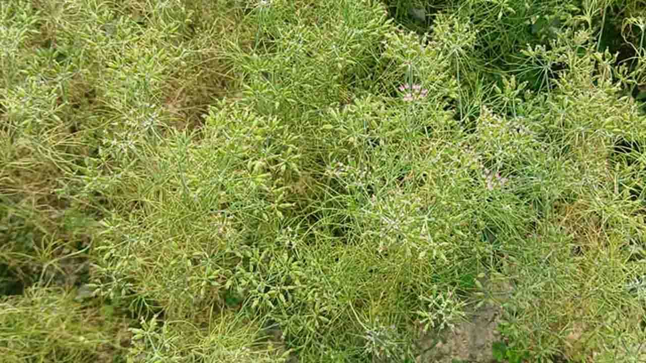 হাকিমপুরে প্রথমবারের মতো জিরা চাষে সফল কৃষক