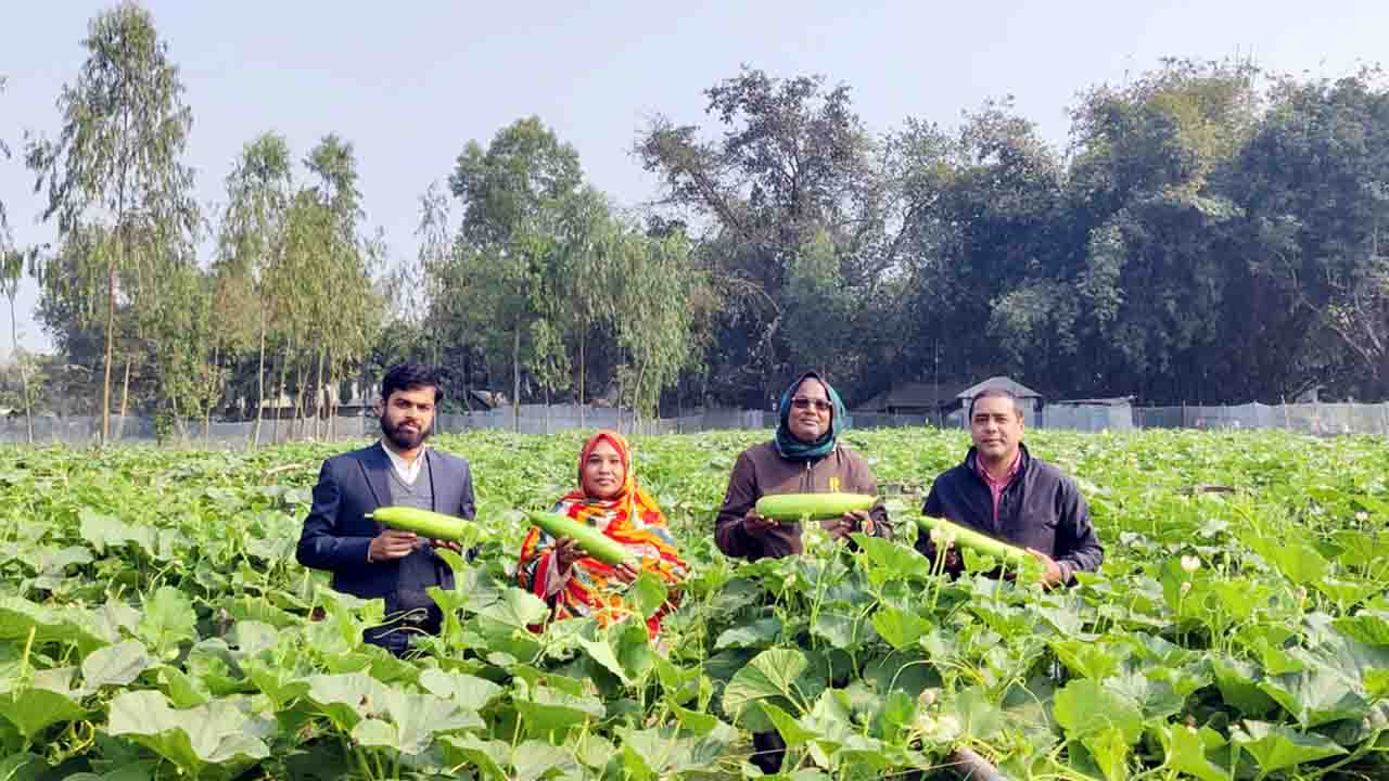 খানসামায় জৈব পদ্ধতিতে লাউ চাষে বিপ্লব: আধুনিক প্রযুক্তিতে লাভবান কৃষক