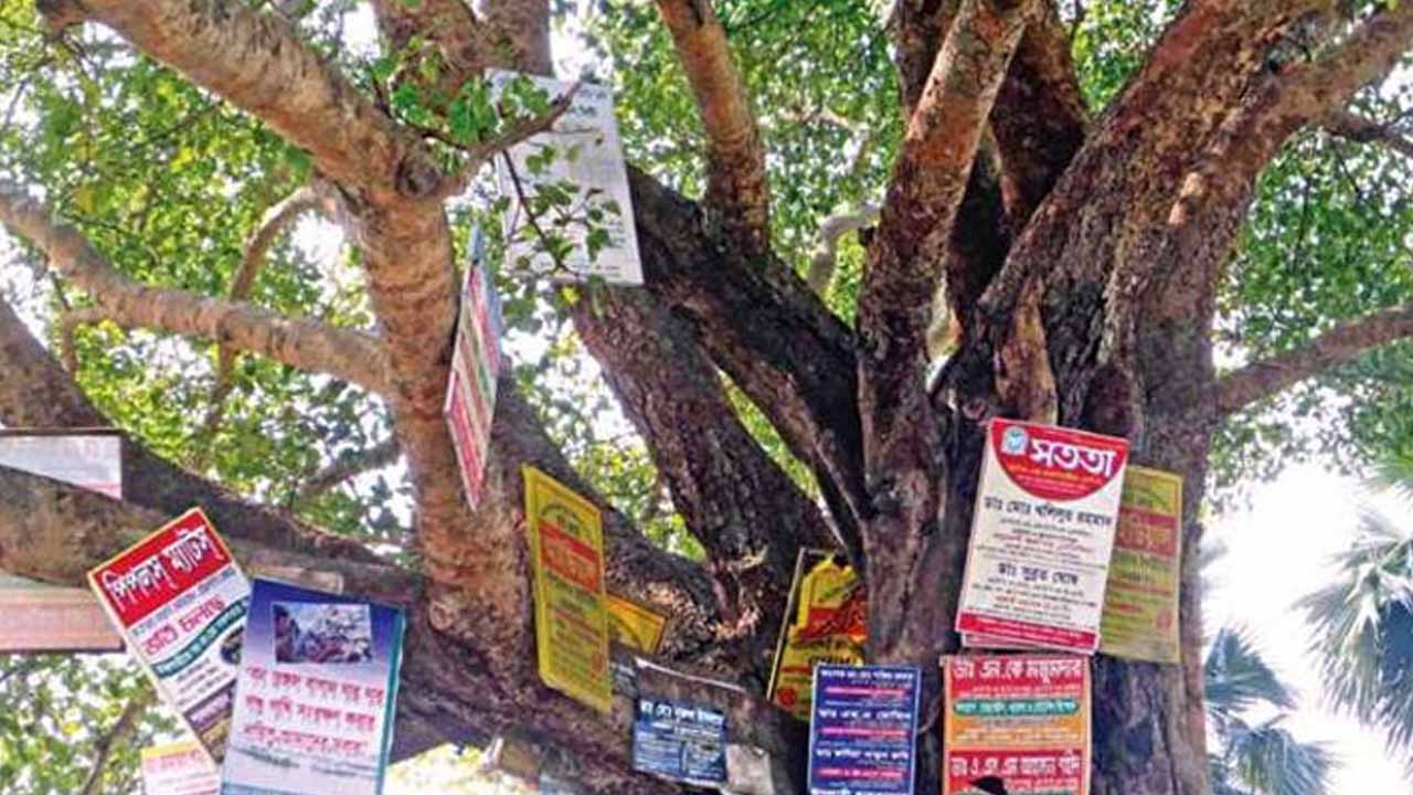 গাছে পেরেক ঠুকলেই জরিমানা অধ্যাদেশ জারি