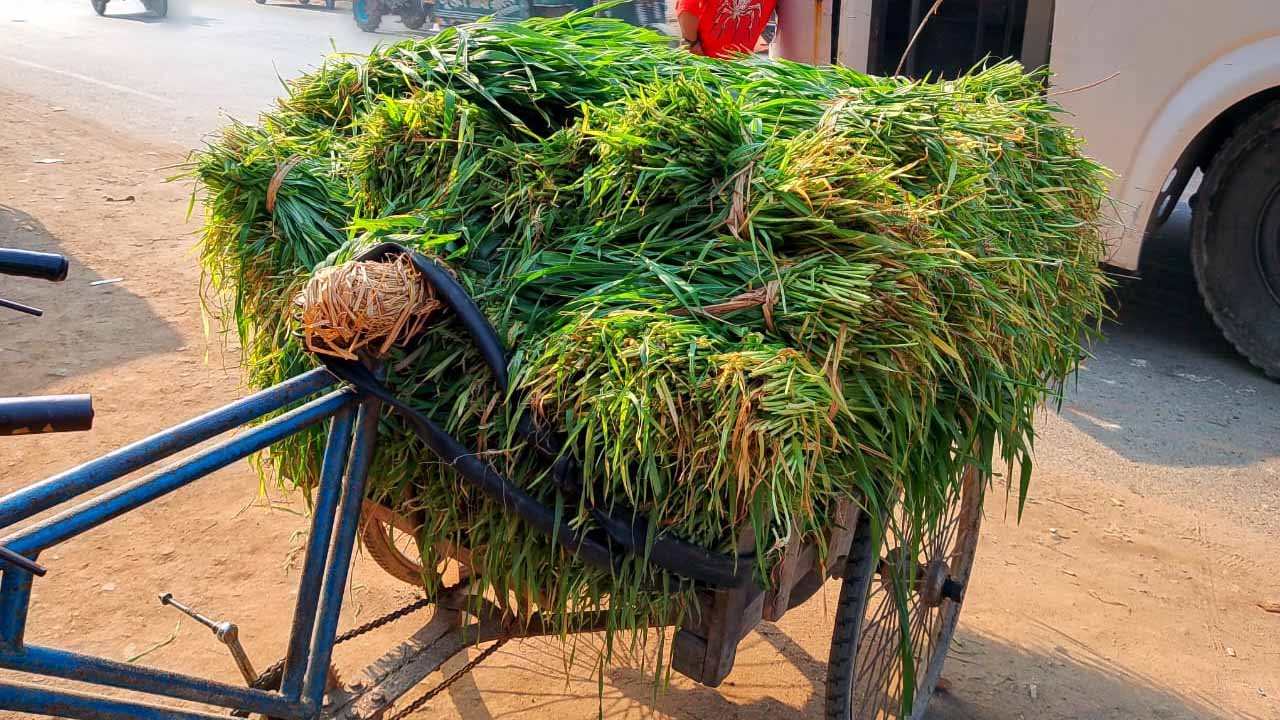 দানা হওয়ার আগেই পশুখাদ্য হিসেবে বিক্রি হচ্ছে গম গাছ