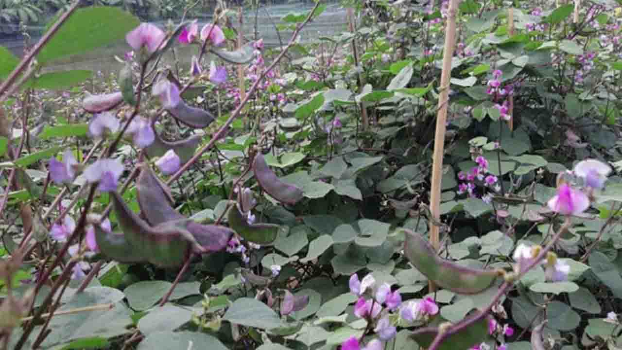 সীতাকুণ্ডে রূপবান শিম চাষ: কৃষকদের চারগুণ বেশি লাভ